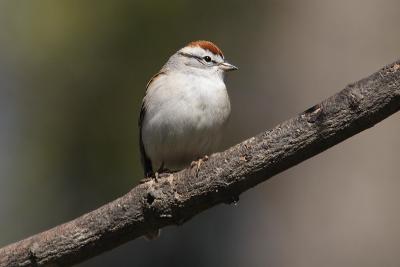 chipping sparrow 003.jpg