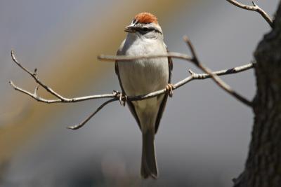 chipping sparrow 004.jpg