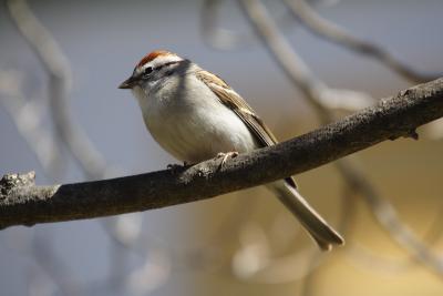 chipping sparrow 005.jpg