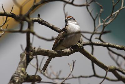 chipping sparrow 006.jpg