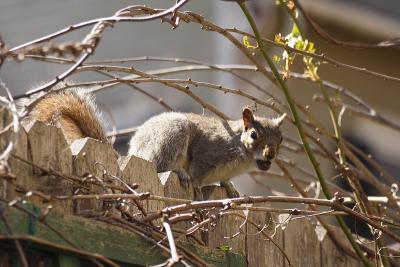 gray squirrel 004.jpg