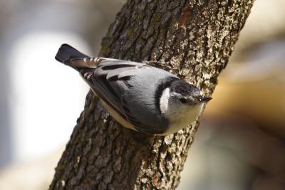 white-breasted nuthatch 076.jpg