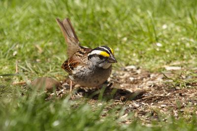 white throated sparrow 032.jpg