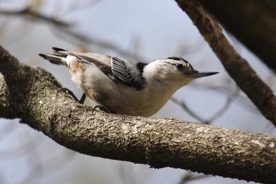 white-breasted nuthatch 077.jpg