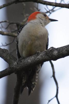 red-bellied woodpecker 019.jpg
