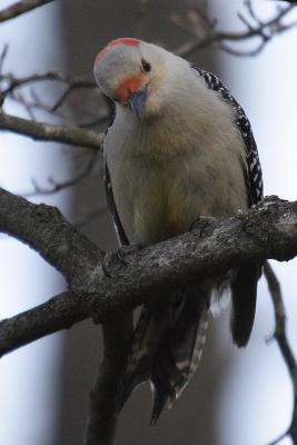 red-bellied woodpecker 020.jpg