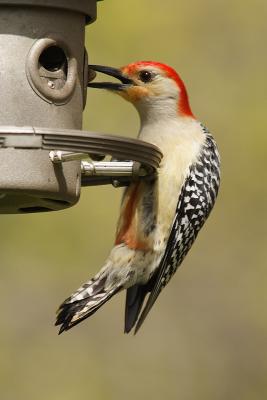 red-bellied woodpecker 021.jpg