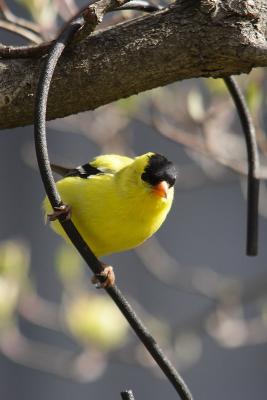 goldfinch 114.jpg