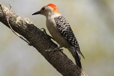 red-bellied woodpecker 023.jpg