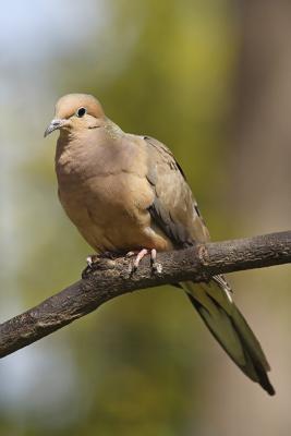 mourning dove 011.jpg