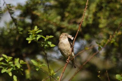 house sparrow 045.jpg