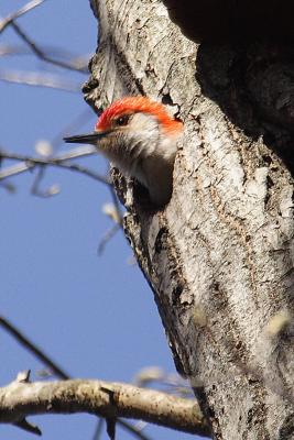 great swamp red-bellied woodpecker 2006-04-18 001.jpg