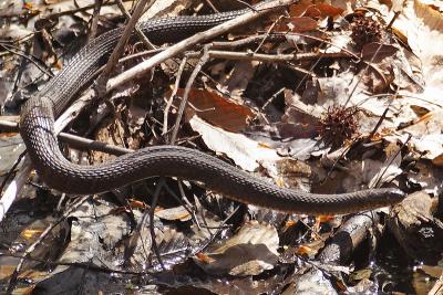great swamp northern water snake 2006-04-18 002.jpg