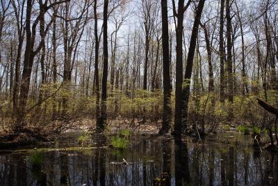 The Great Swamp, NJ