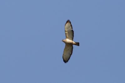 broad-winged hawk 001.jpg
