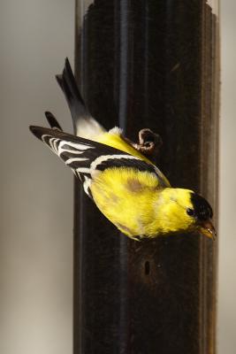 goldfinch 118.jpg
