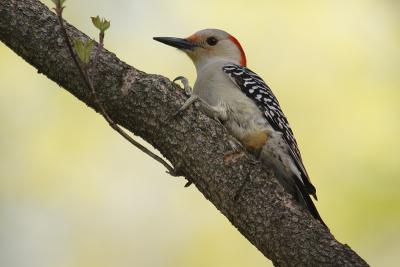red-bellied woodpecker 024.jpg