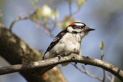 downy woodpecker 084.jpg