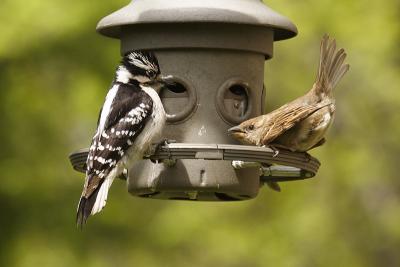 downy woodpecker - house sparrow 001.jpg