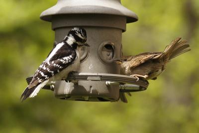 downy woodpecker - house sparrow 002.jpg
