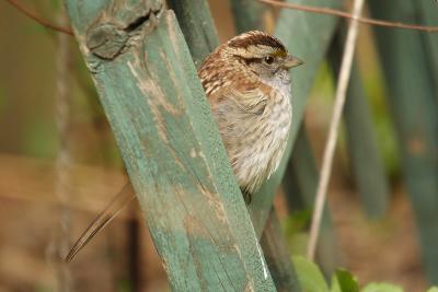 white throated sparrow 034.jpg
