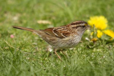 white throated sparrow 035.jpg