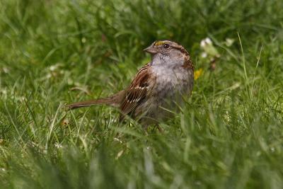 white throated sparrow 036.jpg