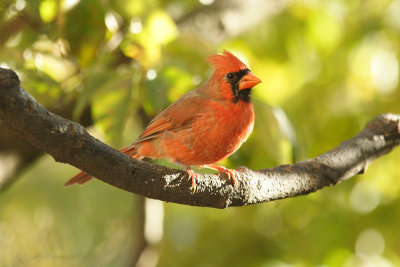 cardinal 082.jpg