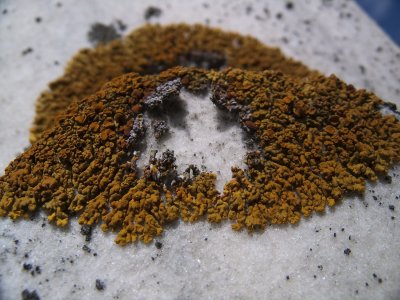 Lichen subsisting on the minerals from a tombstone