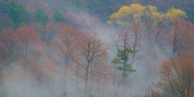fog in trees.jpg