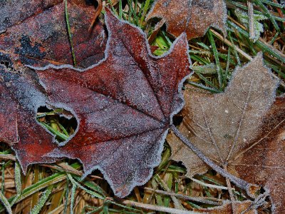 Frosty leaf.jpg
