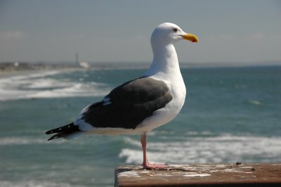 Oceanside seagull