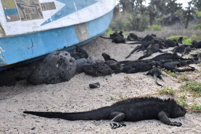 Marine iguanas