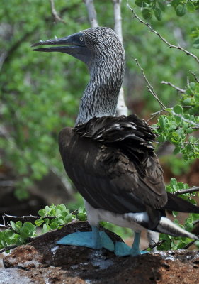 Blue-footed booby