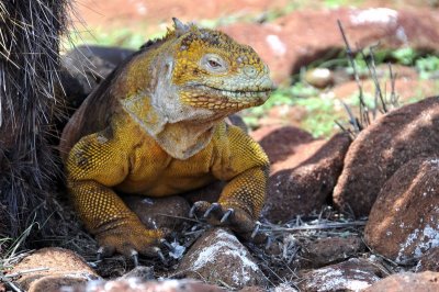 Land iguana