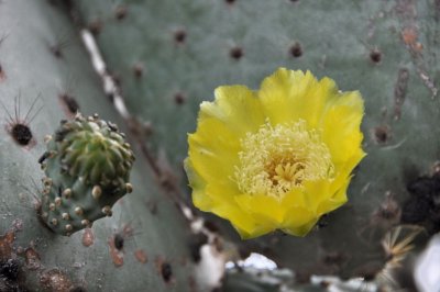 Cactus flower