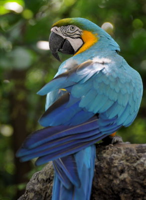 Macaw