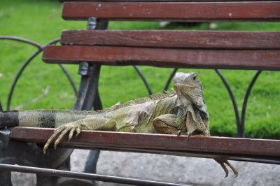 Iguana on bench