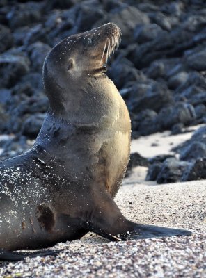 Sea lion