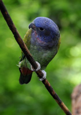 Ecuadorian parrot