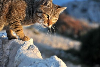 Mallorca cat