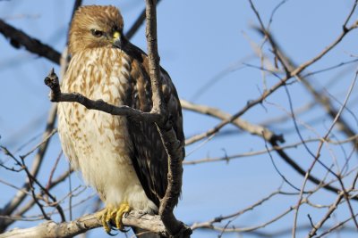 001f: Red-shouldered Hawk (Buteo lineatus)