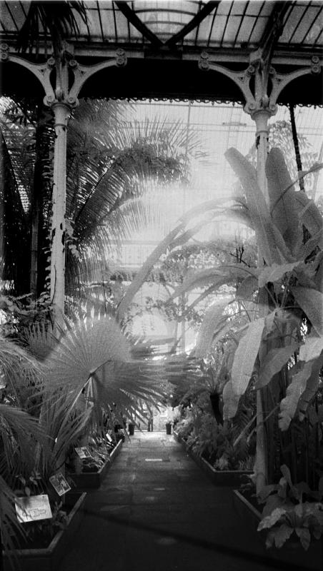 2003 Kew - Infra Red in the Palm House