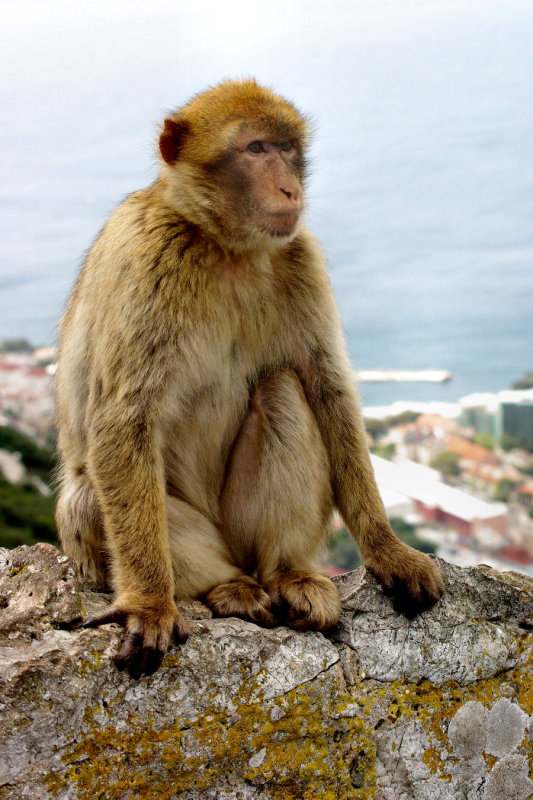2008 - Gibraltar - IMGP1029