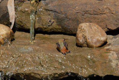 Rufous08-18-Rufous-hummingbird-bathing.jpg