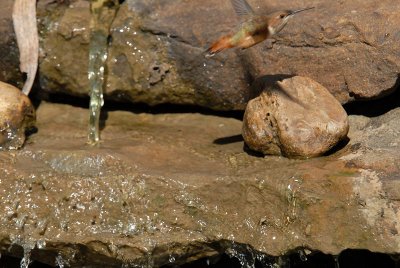 Rufous08-38-Rufous-hummingbird-bathing.jpg
