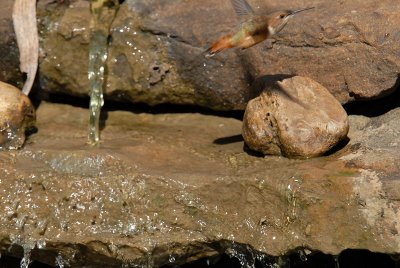 Rufous Hummingbird Bathing