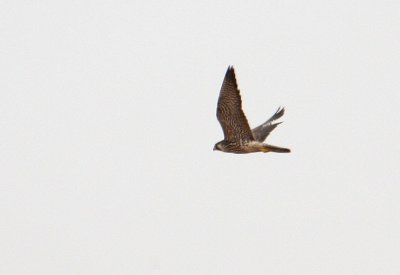 Peru09_240_Peregrine-Falcon.jpg