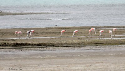 Peru09_284_Chilean-Flamingo.jpg