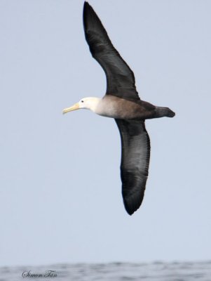 Peru09_330_Waved-Albatross.jpg